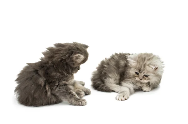 Schöne flauschige Kätzchen — Stockfoto