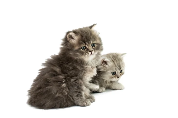 Vackra fluffiga kattungar — Stockfoto