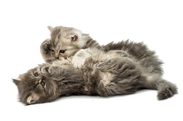 Beautiful fluffy kittens — Stock Photo, Image