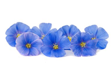 Mavi keten çiçekler