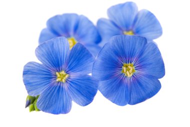 Mavi keten çiçekler