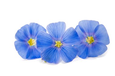 Mavi keten çiçekler