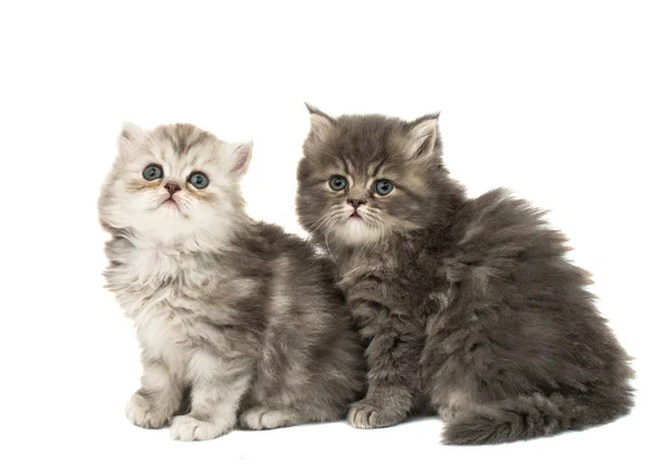 Hermosos gatitos esponjosos — Foto de Stock