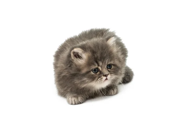 Hermoso gatito esponjoso — Foto de Stock