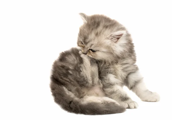 Beautiful fluffy kitten — Stock Photo, Image