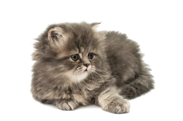 Mooie pluizig kitten — Stockfoto