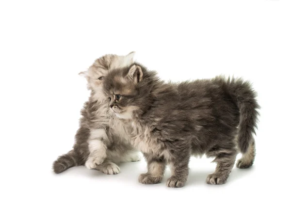 Schöne flauschige Kätzchen — Stockfoto