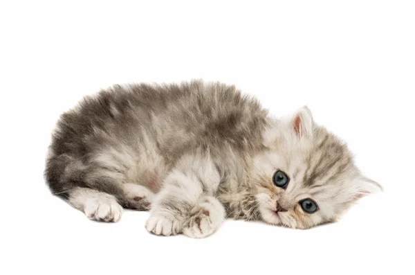 美しいフワフワ子猫 — ストック写真