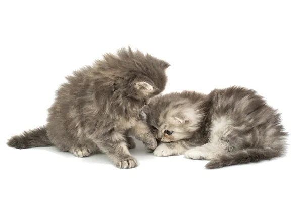 Schöne flauschige Kätzchen — Stockfoto