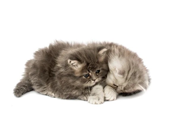 Beautiful fluffy kittens — Stock Photo, Image