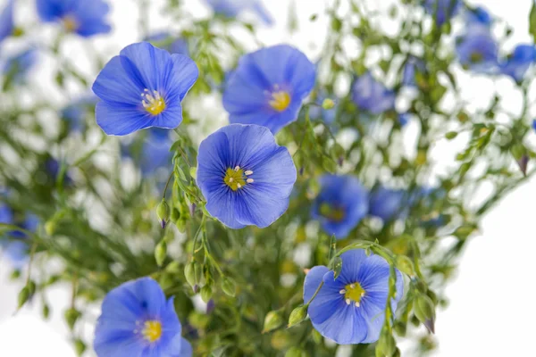 Blue flax flowers — Stock Photo, Image