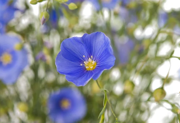 Flores de lino azul —  Fotos de Stock