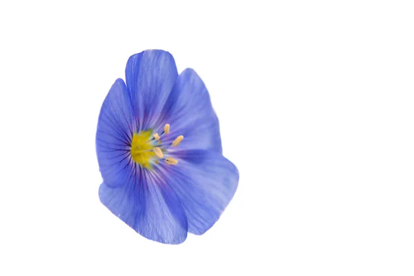 Fiore di lino blu — Foto Stock