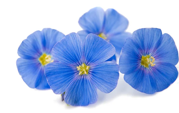 Mavi keten çiçekler — Stok fotoğraf