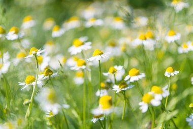 Güzel tıbbi papatya