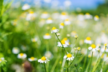 Güzel tıbbi papatya