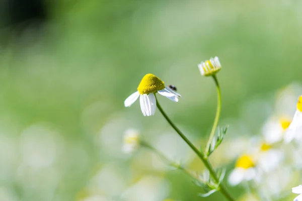 美丽的医疗雏菊 — 图库照片