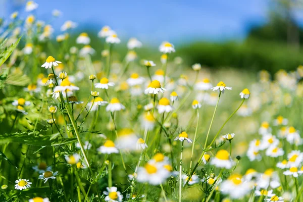 Beautiful medical daisies — Stock Photo, Image