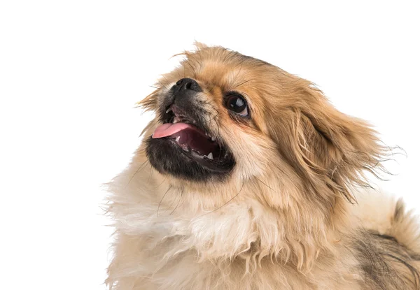 Retrato de cão pekinese — Fotografia de Stock