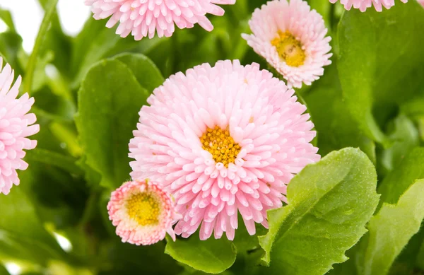 Pink marguerite flowers — Stock Photo, Image