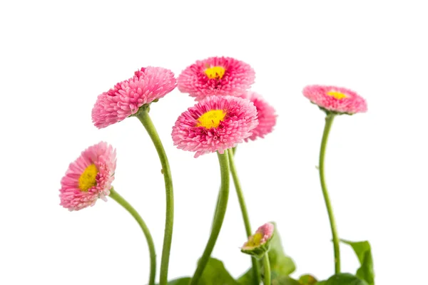 Flores marguerite rosa — Fotografia de Stock