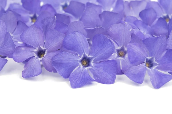 Purple periwinkle flowers — Stock Photo, Image