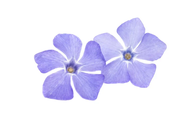 Kwiat fioletowy barwinek — Zdjęcie stockowe