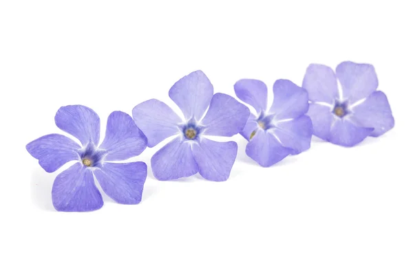 Lila periwinkle blommor — Stockfoto
