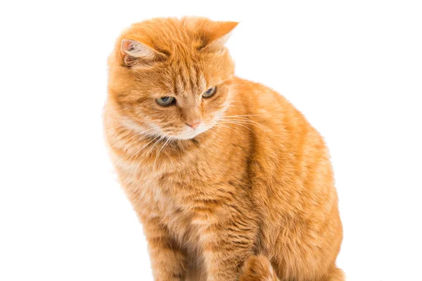 Gato de gengibre bonito — Fotografia de Stock