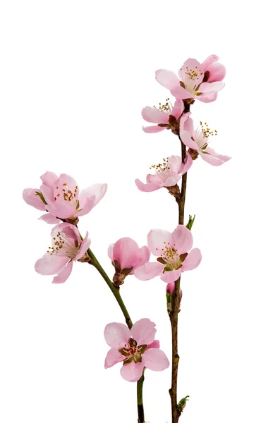 Třešňový květ, květy sakura — Stock fotografie