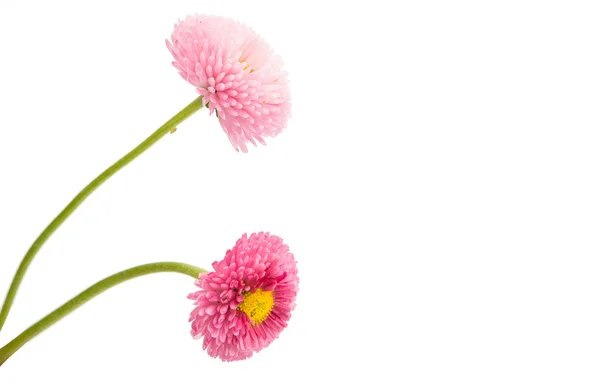 Beautiful Marguerite flowers — Stock Photo, Image