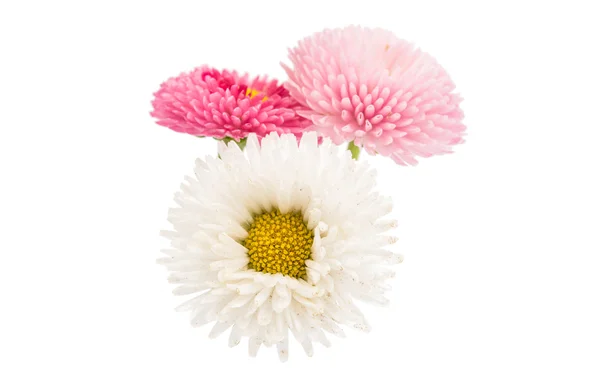 Beautiful Marguerite flowers — Stock Photo, Image