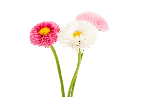 Belles fleurs de marguerite — Photo