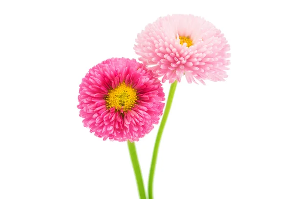 Beautiful Marguerite flowers — Stock Photo, Image