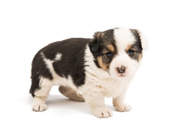 Sevimli yerli köpek