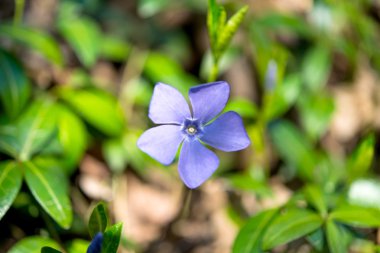 Güzel deniz salyangozu çiçekler