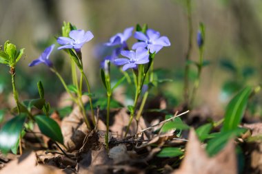 Güzel deniz salyangozu çiçekler