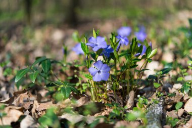 Güzel deniz salyangozu çiçekler