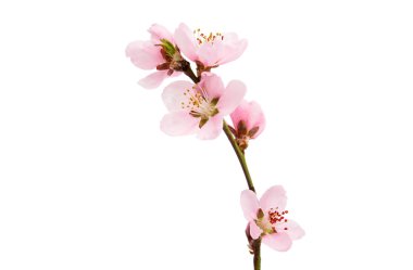 kiraz çiçeği, sakura çiçekler 