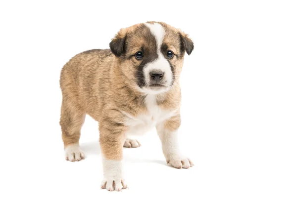 Cute domestic puppy — Stock Photo, Image