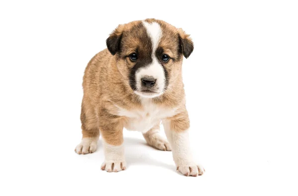 Cute domestic puppy — Stock Photo, Image