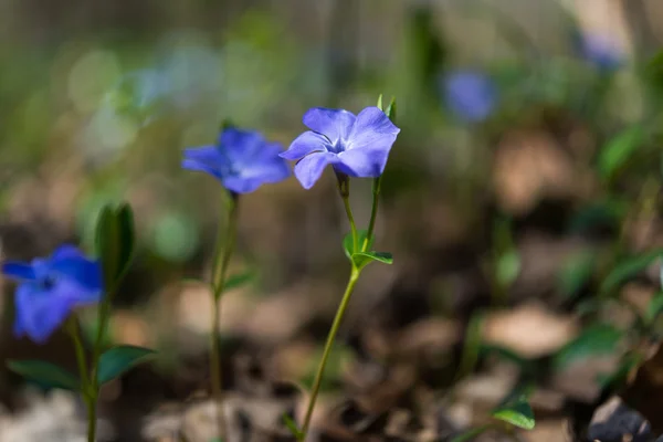 美しいツルニチニチソウの花 — ストック写真