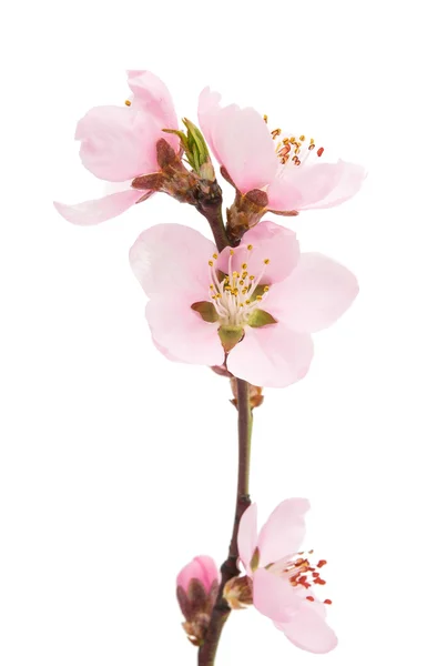 Cherry blossom, sakura blommor — Stockfoto
