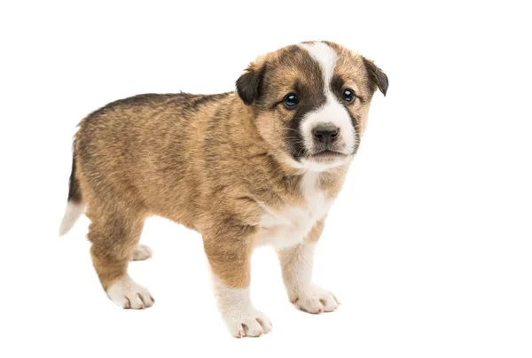 Cute domestic puppy — Stock Photo, Image