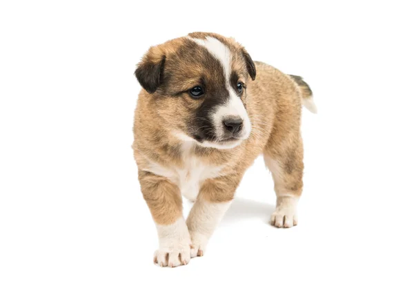 Schattige binnenlandse puppy — Stockfoto