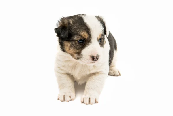 Schattige binnenlandse puppy — Stockfoto