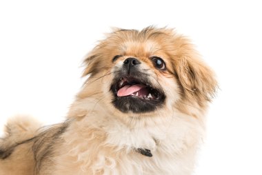 Şirin pekingese portre