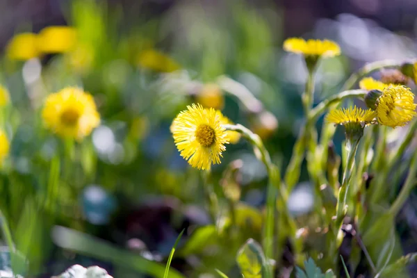 Flowers mother and stepmother — Stock Photo, Image