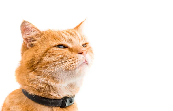 Roztomilá zázvorová kočka — Stock fotografie