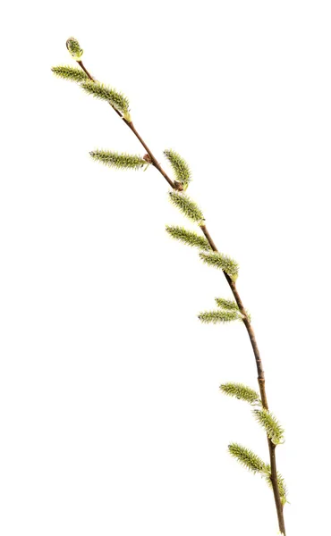 Pussy willow toppen — Stockfoto